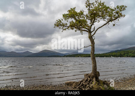 Lui n'a arbre au milieu des eaux calmes de la baie d'milarrochy ecosse Loch Lomond Banque D'Images