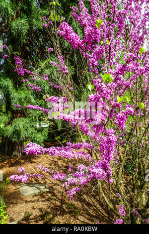 Cercis chinensis 'Avondale', Chinese redbud Banque D'Images