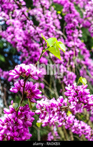 Cercis chinensis 'Avondale', Chinese redbud Banque D'Images