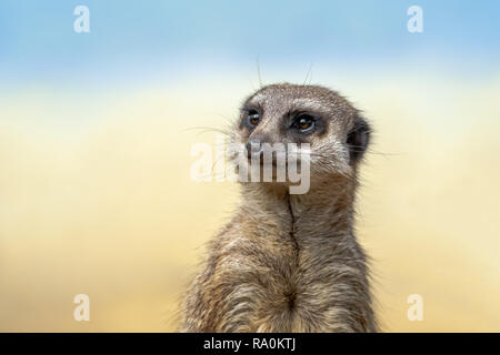 Le meerkat ou suricate est une petite carnivoran appartenant à la famille des mangoustes. Les suricates vivent au Botswana, Namibie, Angola, et en Afrique du Sud. Banque D'Images