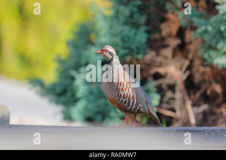 Une Perdrix à pattes rouges se tenait sur une clôture à Fairburn RSPB Ings Banque D'Images
