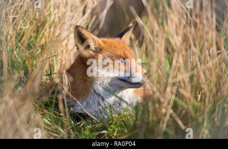 Un renard roux dans le sud ouest de Londres. Banque D'Images