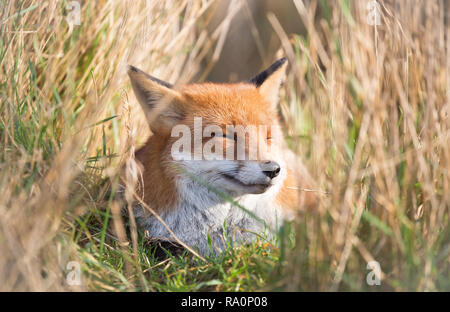 Un renard roux dans le sud ouest de Londres. Banque D'Images