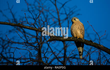 Un faucon crécerelle dans la région de Wimbledon Common, London Banque D'Images