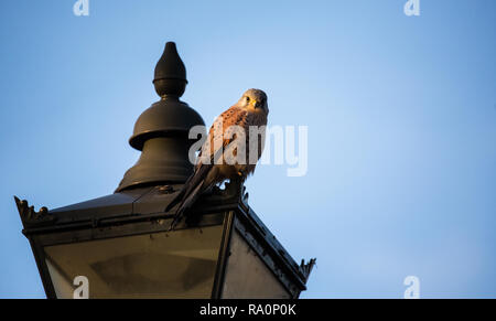 Un faucon crécerelle dans la région de Wimbledon Common, London Banque D'Images