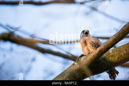 Un faucon crécerelle dans la région de Wimbledon Common, London Banque D'Images