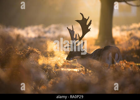 Un daim buck au coucher du soleil à Richmond Park, Londres. Banque D'Images