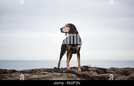 Un coonhound noir et feu marche sur une plage de Cornwall. Banque D'Images