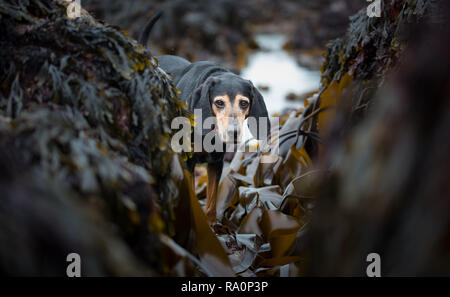 Un coonhound noir et feu marche sur une plage de Cornwall. Banque D'Images