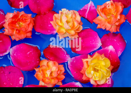 Pétales de rose rouge et jaune fleur rose dans l'eau, floting fond bleu Banque D'Images