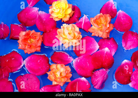 Pétales de rose rouge et jaune fleur rose dans l'eau, floting fond bleu Banque D'Images