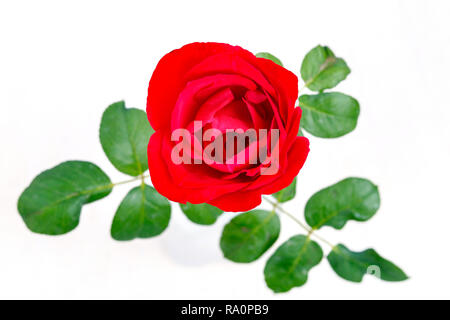 Rose rouge fleur avec feuilles vertes isolé sur fond blanc Banque D'Images