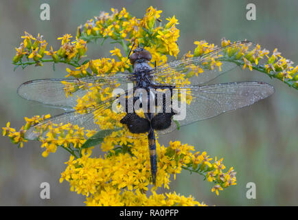 Sacoches noires Skimmer libellule (Tramea lacerata), reposant sur la verge d'or, l'automne, E USA, par aller Moody/Dembinsky Assoc Photo Banque D'Images