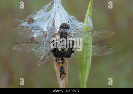 Black SaddleBags Skimmer Dragonfly (Tramea lacerata) papillon Milkweed graine gousse (Asclepias tuberrosa) E USA, par Skip Moody/Dembinsky photo Assoc Banque D'Images