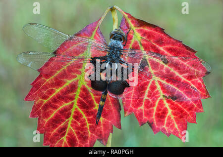 Black SaddleBags Skimmer Dragonfly (Tramea lacerata), reposant sur les feuilles, automne, E USA, par Skip Moody/Dembinsky photo Assoc Banque D'Images