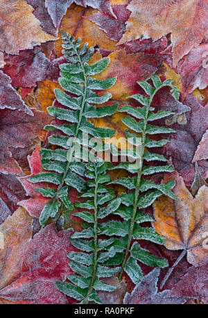 Feuilles d'érable givré (Acer rubrum) et de Noël (Polystichum acrostichoides fougères), l'automne, la forêt de feuillus E Amérique du Nord, par aller Moody/ Banque D'Images