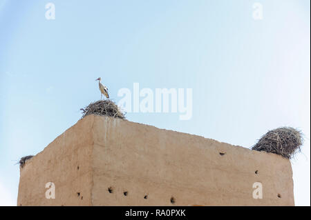 05-03-15, Marrakech, Maroc. Les cigognes nichant sur les anciens murs de la demeure du 16ème siècle dont le palais El Badii des murs de jardin et plantes ornementales Banque D'Images
