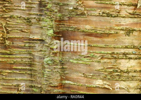 Le bouleau jaune (Betula alleghaniensis) Banque D'Images