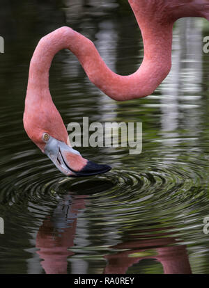 American Flamingo (Phoenicopterus ruber) Crée des ondulations concentriques dans l'eau car il swishes l'eau Banque D'Images