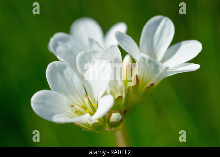 Meadow saxifrage (Saxifraga granulata), gros plan d'une fleur solitaire tête. Banque D'Images