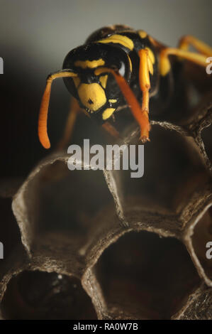 European paper wasp (Polistes dominula) gardiennage nid avec des oeufs. Banque D'Images