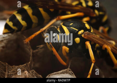 European paper wasp (Polistes dominula) gardiennage nid avec des oeufs. Banque D'Images