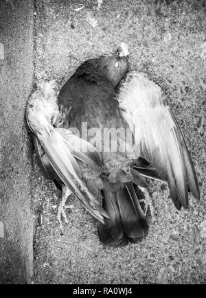 Vue de dessus de l'Europe Grèce Crète pigeon mort Banque D'Images