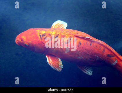 Macro photo de lumineux carp rouge poisson dans l'eau claire d'un réservoir Banque D'Images