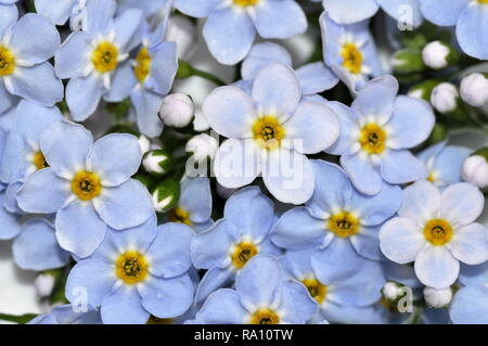 Gros plan sur le bleu de l'eau de fleurs sauvages forget-me-not Myosotis scorpioides Banque D'Images