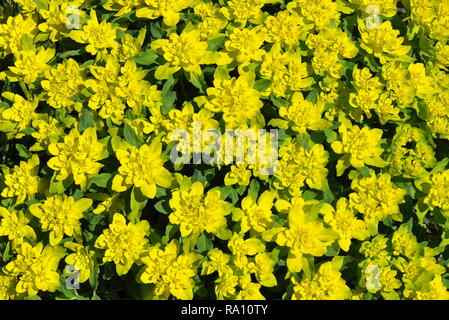 L'euphorbe coussin Euphorbia polycroma la floraison au début du printemps Banque D'Images