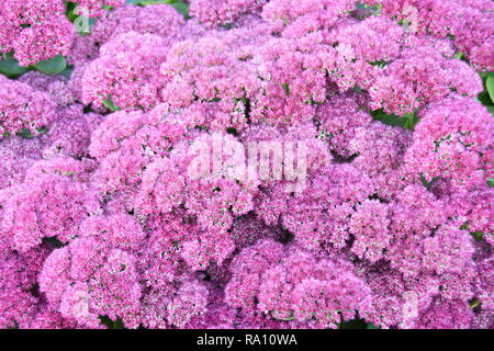 La floraison des plantes Hylotelephium spectabile showy stonecrop Banque D'Images