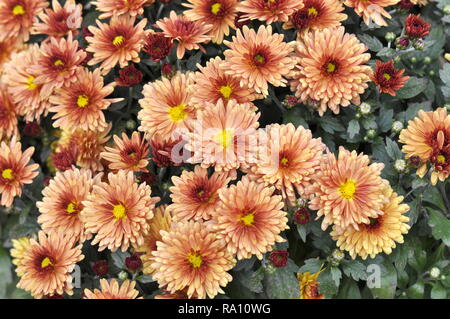 Gros plan sur grand groupe de fleurs daisy orange Banque D'Images