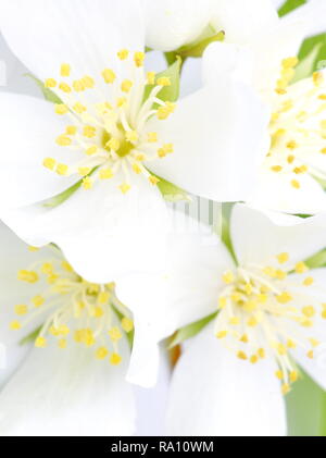 Gros plan sur les fleurs d'un blanc seringat coronarius arbuste jasmine Philadelpus Banque D'Images