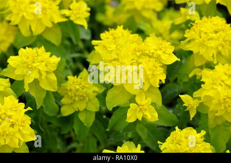 L'euphorbe coussin Euphorbia epithymoides la floraison au début du printemps Banque D'Images