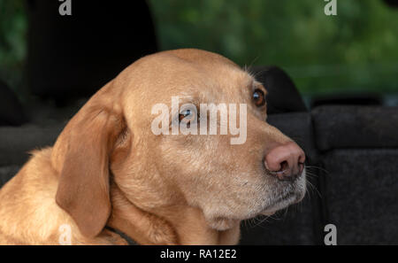 Portrait of a red Labrador Retriever assis à l'arrière d'une voiture Banque D'Images