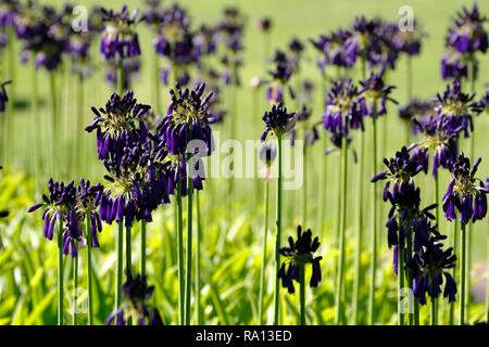 Un petit lit de Graskop agapanthus dans Kirstenbosch National Botanical Garden à Cape Town, Province de Western Cape, Afrique du Sud. Banque D'Images