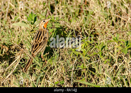 Orange-throated longclaw (Macronyx capensis) en Tanzanie. Aussi connu sous le nom de Cape longclaw. Banque D'Images