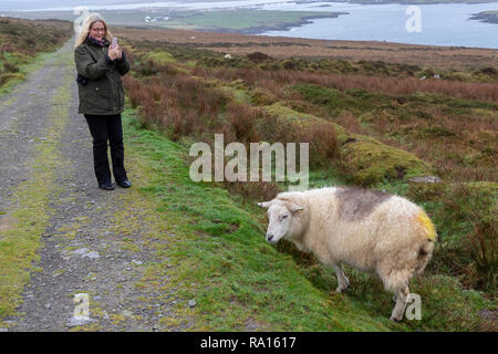 Femme seule, marcher dans la campagne, l'île de Valentia, comté de Kerry, Irlande Banque D'Images