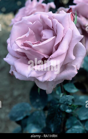 Rosa cv. Blue Moon ; Rosaceae ; shurb ; Thé ; hybride double fleurs lavande. Autre nom Mandag Bla ; bleu lundi ; Mainzer Fastnacht, Mainzer Rad ; Navo-Rose Banque D'Images