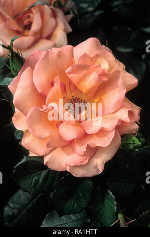 Rosa cv. Princesse Royale ; DICroyal ; Rosaceae ; shurb ; Thé ; hybride double fleurs abricot. Banque D'Images