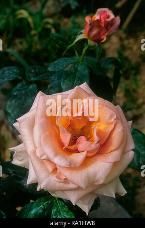 Rosa cv. Princesse Royale ; DICroyal ; Rosaceae ; shurb ; Thé ; hybride double fleurs abricot. Banque D'Images