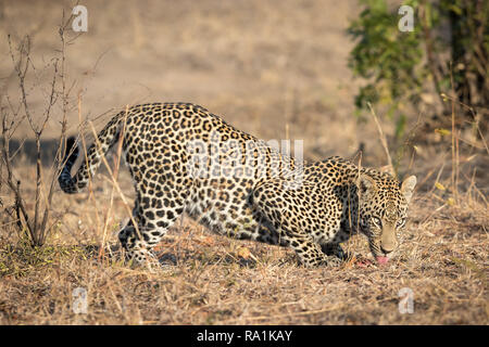 Grand mâle leopard accroupi pour manger un morceau de viande. Banque D'Images