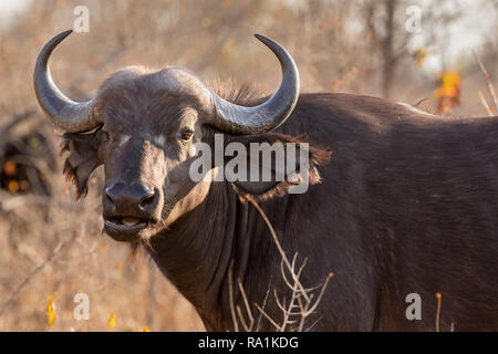 Portrait of young Cape Buffalo cow à mâcher sur l'herbe. Banque D'Images