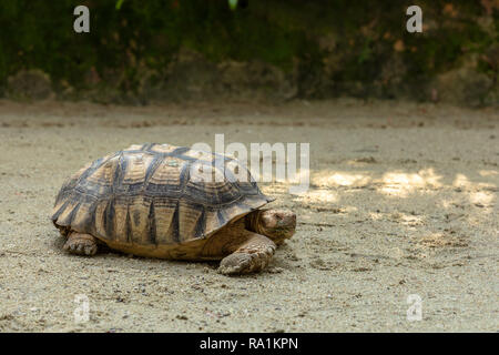 Tortue sillonnée, Centrochelys sulcata, dans le sable Banque D'Images