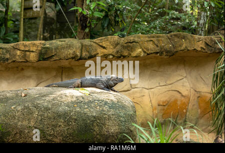 L'Iguane Rhinocéros, Cyclura cornuta, reposant sur un rocher. Banque D'Images