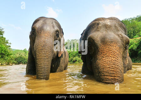 Couple d'éléphants d'Asie, dans un cours d'eau, prendre un bain Banque D'Images
