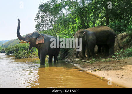 Couple d'éléphants d'Asie, dans un cours d'eau, prendre un bain Banque D'Images