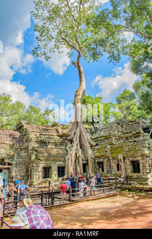 Un très grand arbre a ses racines dans l'Ankor Thom's ruines historiques Banque D'Images