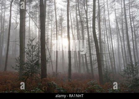 Matin d'hiver de l'atmosphère en Erncroft woods, Etherow country park, Stockport, Angleterre. Brouillard dans la forêt dense. Banque D'Images