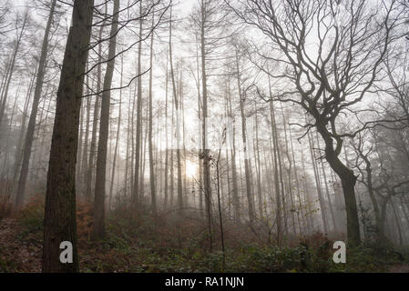 Matin d'hiver de l'atmosphère en Erncroft woods, Etherow country park, Stockport, Angleterre. Brouillard dans la forêt dense. Banque D'Images